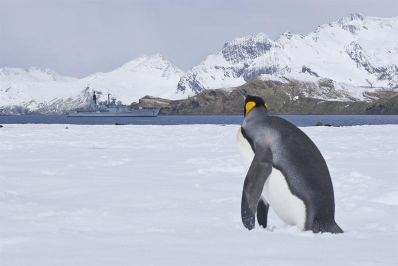 Gloucester King Penguin