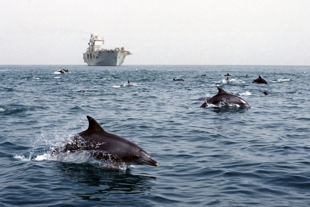 HMS Ocean a caminho do Iraque em 2003 é acompanhado por golfinhos